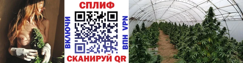 Купить где  Надым  Канабис сатива 